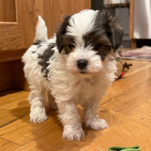 Maltipoo Puppy Marty