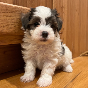 Maltipoo Puppy Marty
