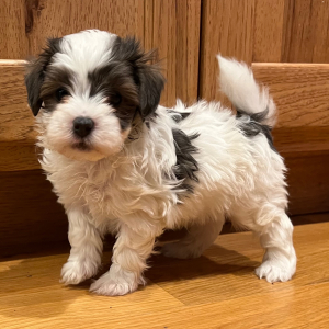 Maltipoo Puppy Marty