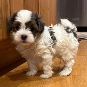 Maltipoo Puppy Marty