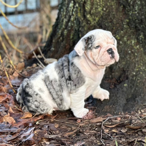 Bulldog Puppy Whiskey