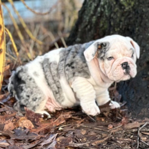 Bulldog Puppy Whiskey