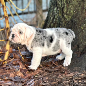 Bulldog Puppy Whiskey