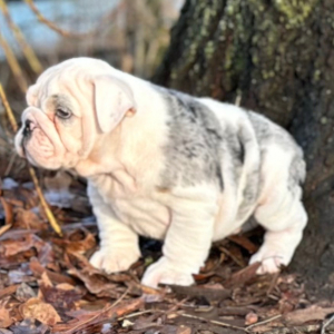 Bulldog Puppy Whiskey