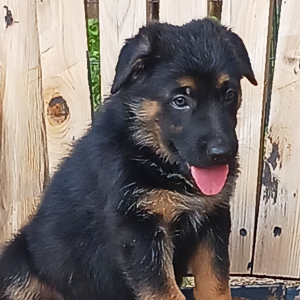 German Shepherd Dog Puppy Chex