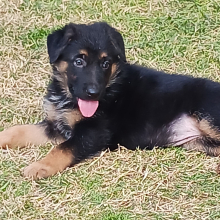 German Shepherd Dog Puppy Chex