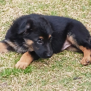 German Shepherd Dog Puppy Chex