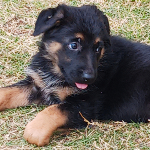 German Shepherd Dog Puppy Chex