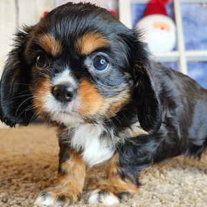 Cavalier King Charles Spaniel Puppy Olive