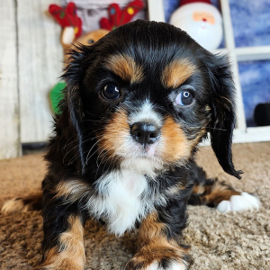 Cavalier King Charles Spaniel Puppy Olive