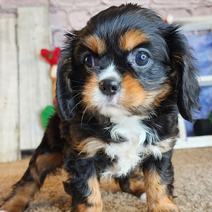 Cavalier King Charles Spaniel Puppy Olive