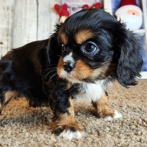 Cavalier King Charles Spaniel Puppy Olive