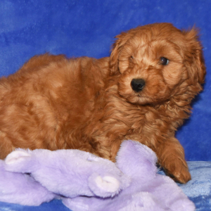 Goldendoodle Puppy Garnett