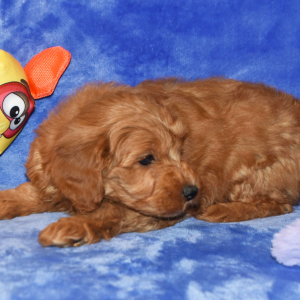 Goldendoodle Puppy Garnett