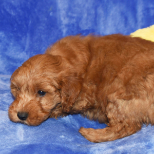 Goldendoodle Puppy Garnett