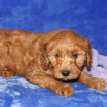 Goldendoodle Puppy Garnett
