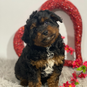 Aussiedoodle Puppy Jenny
