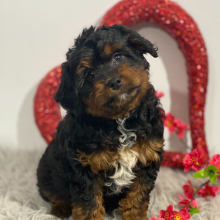 Aussiedoodle Puppy Jenny