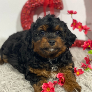 Aussiedoodle Puppy Jenny