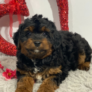 Aussiedoodle Puppy Jenny
