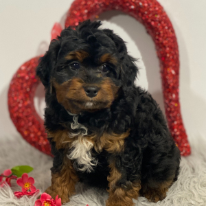Aussiedoodle Puppy Jenny