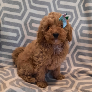 Poodle Puppy Sailor