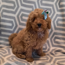 Poodle Puppy Sailor