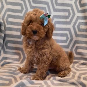 Poodle Puppy Sailor