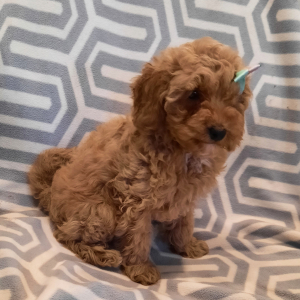 Poodle Puppy Sailor