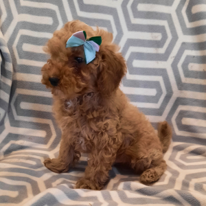 Poodle Puppy Sailor