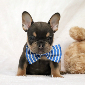 French Bulldog Puppy Dexter