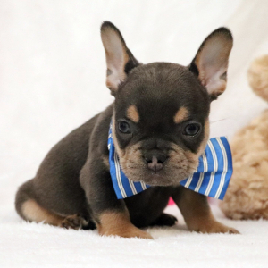 French Bulldog Puppy Dexter