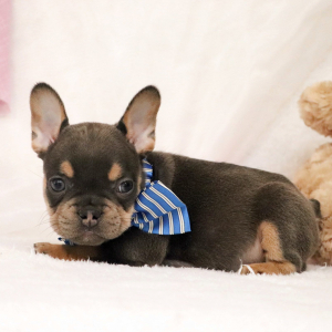 French Bulldog Puppy Dexter
