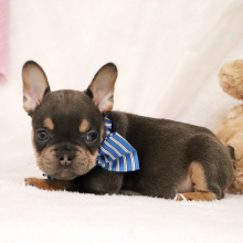 French Bulldog Puppy Dexter
