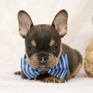 French Bulldog Puppy Dexter