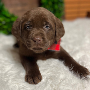 Labrador Retriever Puppy Ashton