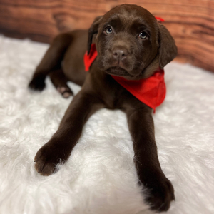 Labrador Retriever Puppy Ashton