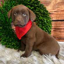Labrador Retriever Puppy Ashton