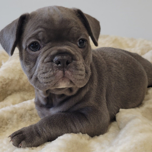 French Bulldog Puppy Jud