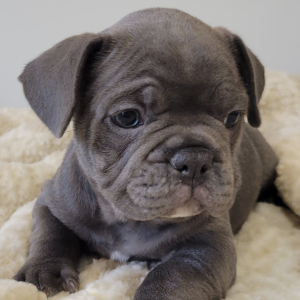 French Bulldog Puppy Jud