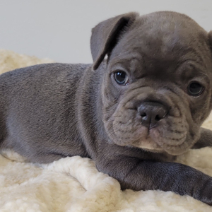 French Bulldog Puppy Jud