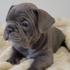 French Bulldog Puppy Jud