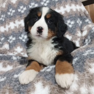 Bernese Mountain Dog Puppy Gloria