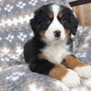 Bernese Mountain Dog Puppy Gloria