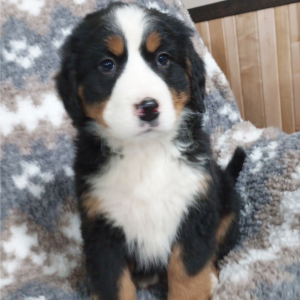 Bernese Mountain Dog Puppy Gloria