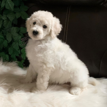 Poodle Puppy Winter