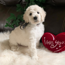 Poodle Puppy Winter
