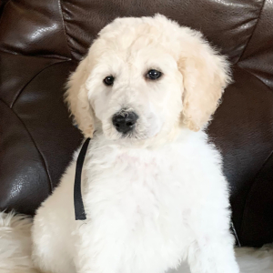Poodle Puppy Winter