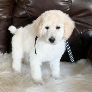 Poodle Puppy Winter