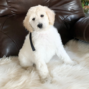 Poodle Puppy Winter